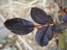 Rose leaves (2011, April 04)