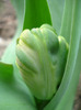 Tulipa Parrot (2011, April 08)