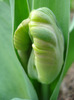 Tulipa Parrot (2011, April 08)