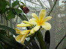 clivia citrina