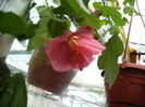 abutilon palmat roz 2