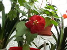 abutilon rosu palmat