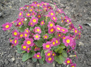 primula