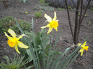 narcise [narcissus]