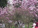 DSCF1106