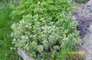 sedum kamschaticum varigatum