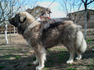 FENNIA 22 LUNI