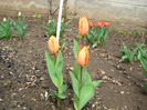 orange emperor