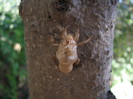 IMG_7392 - larva de cicada