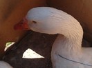 IMG10336