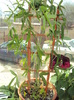 passiflora din seminte