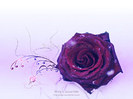 Trandafir violet