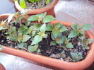 DSC07726