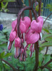 DSC00222