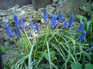 muscari