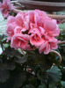 MUSCATA  ROZ DESCHIS