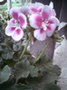 DSC00231
