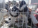 IMG10352