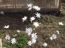 Magnolia stelata