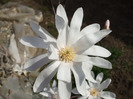 Magnolia stelata