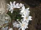 Magnolia stelata