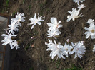 Magnolia stelata