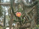 cactusi infloriti