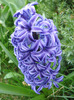 Hyacinth Blue Jacket (2011, April 10)
