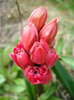 Hyacinthus Hollyhock (2011, April 12)
