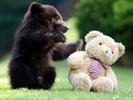 bears sweet bff