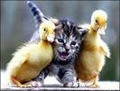 cats and duck bff