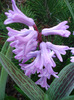 Hyacinth Splendid Cornelia (2011, Apr.07)