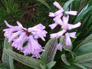 Hyacinth Splendid Cornelia (2011, Apr.07)