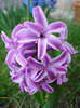 Hyacinth Splendid Cornelia (2011, Apr.10)