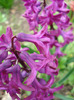 Hyacinth Woodstock (2011, April 08)