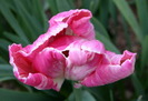 10741690_BIRONPBWO