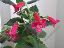 Kohleria Jester 16