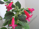 Kohleria Jester 17