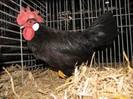 IMG_0597english leghorn