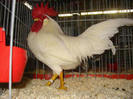 Leghor16english leghorn