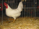 Leghor30english leghorn