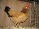 leghorn_buff_columbia_hen