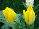 Tulipa Candela (2011, April 10)