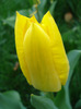 Tulipa Candela (2011, April 10)