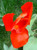 Tulipa Madame Lefeber (2011, April 12)