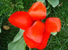Tulipa Madame Lefeber (2011, April 12)