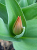 Tulipa Praestans Fusilier (2011, April 07)