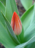 Tulipa Praestans Fusilier (2011, April 07)