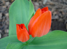 Tulipa Praestans Fusilier (2011, April 10)