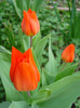 Tulipa Praestans Fusilier (2011, April 12)